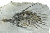 Spiny Psychopyge Trilobite - Short Snout Variant #362816-3